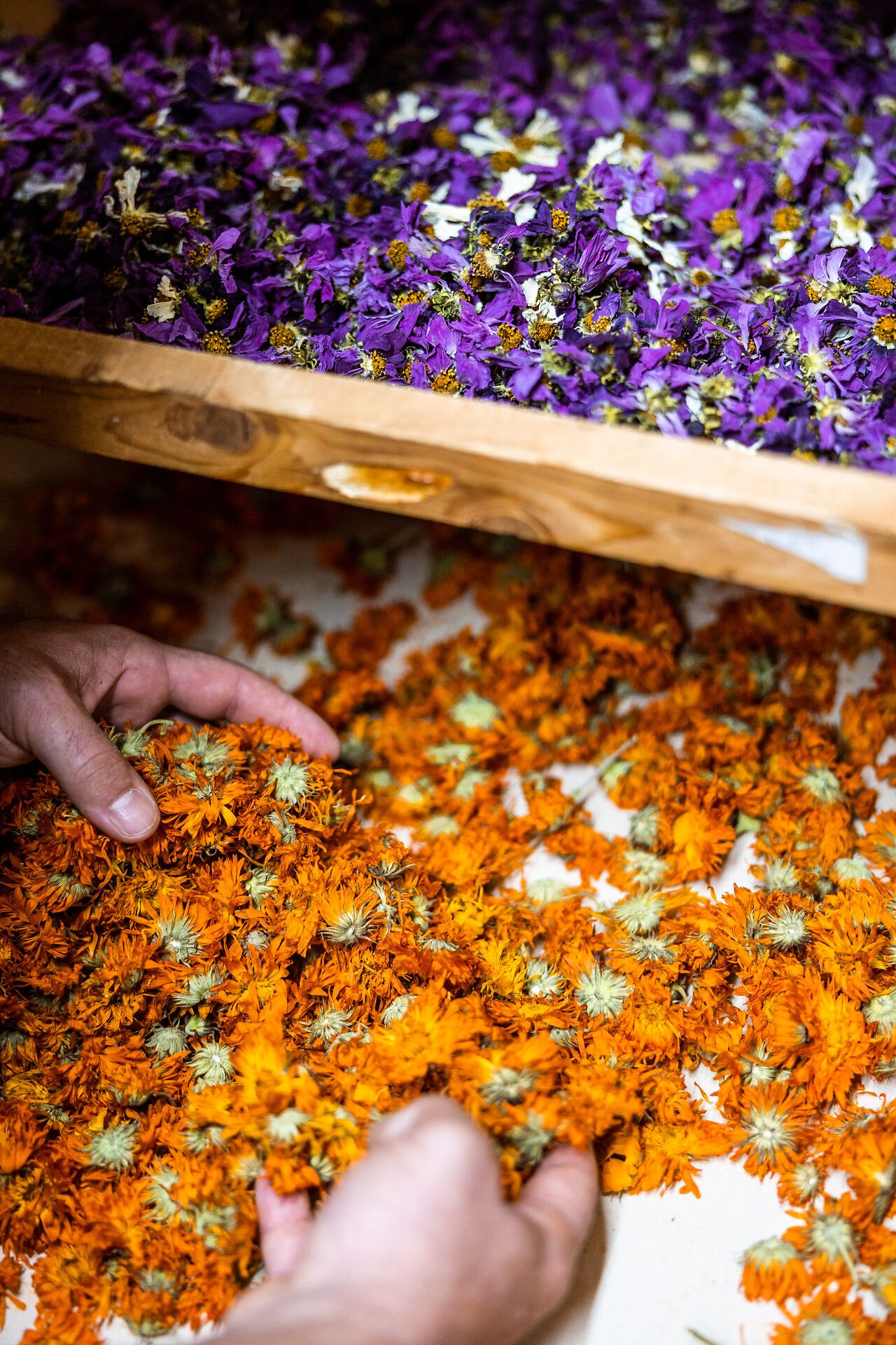 Getrocknete Blumen in orange und lila