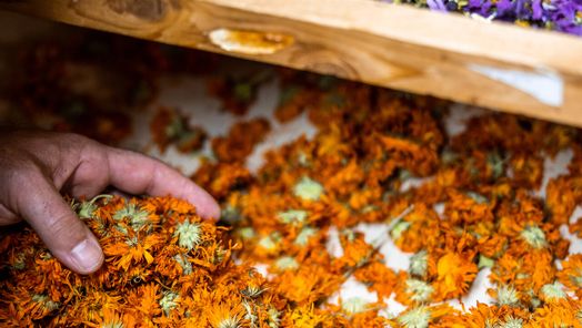 Getrocknete Blumen in orange und lila