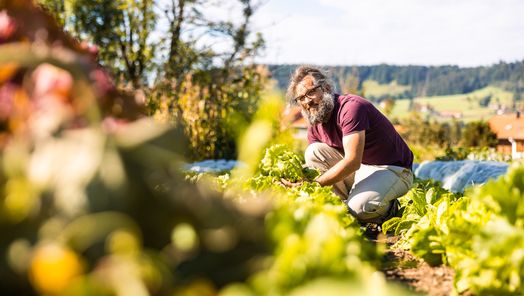 Ein Mann der in einem Beet Salatköpfe erntet.