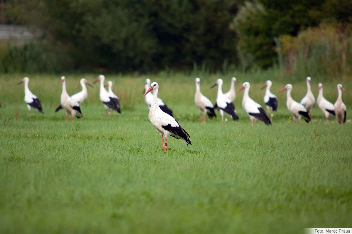 Willkommen im größten Storchendorf Bayerns!