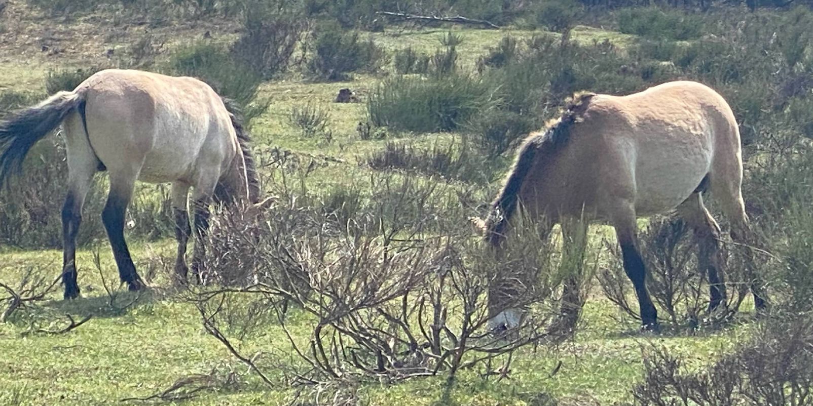 Ein Spaziergang durch die Natur wird hier schnell zum Erlebnis – Wildpferde, Ziegen und andere Tiere lassen sich im Tennenloher Forst oft aus nächster Nähe beobachten.