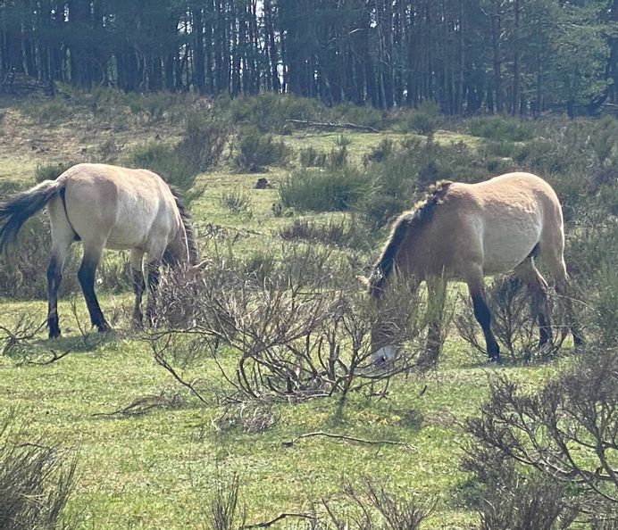 Familie beobachtet Wildpferde und Ziegen in einem Wildpark in Franken bei einem Frühlingsausflug