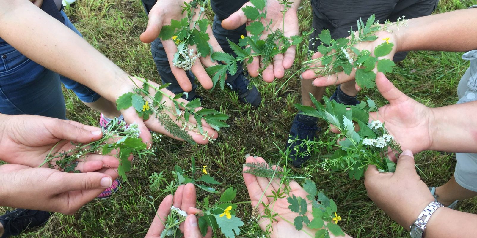 Heimische Superfoods entdecken bei Kräuterwanderungen und -führungen!