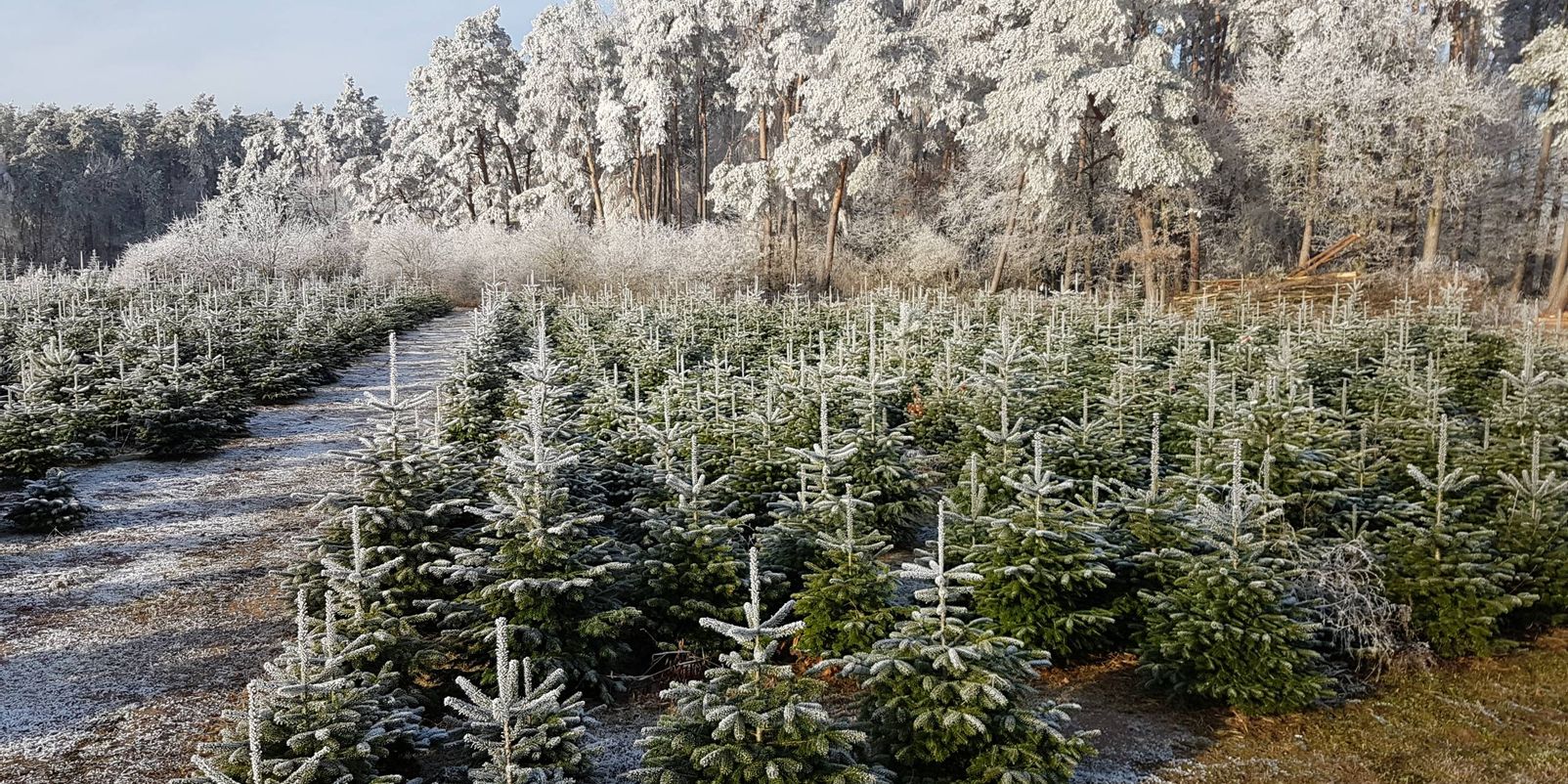 Familien-Erlebnis: Weihnachtsbaum selber schlagen!