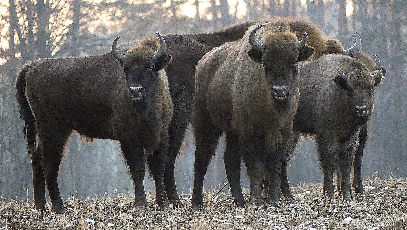 Entdecken Sie den Wildpark Hundshaupten: Ein faszinierendes Erlebnis für die ganze Familie!