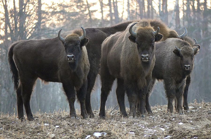 Einzigartige Tierbegegnungen und Naturschutzengagement im Wildpark Hundshaupten