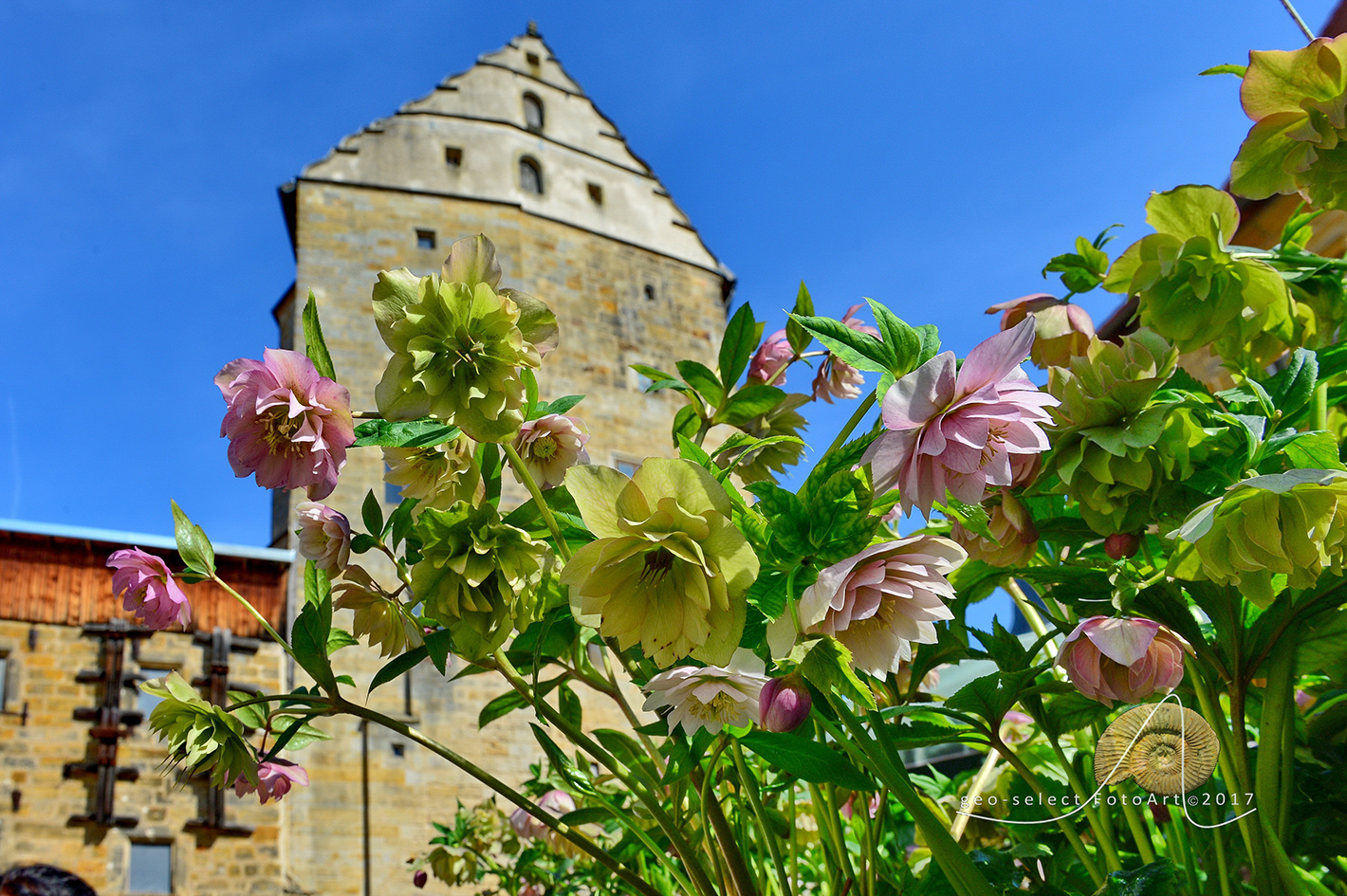 Frühlingszauber und Osterfreude Lenzrosen + Oster Markt am 23. + 24