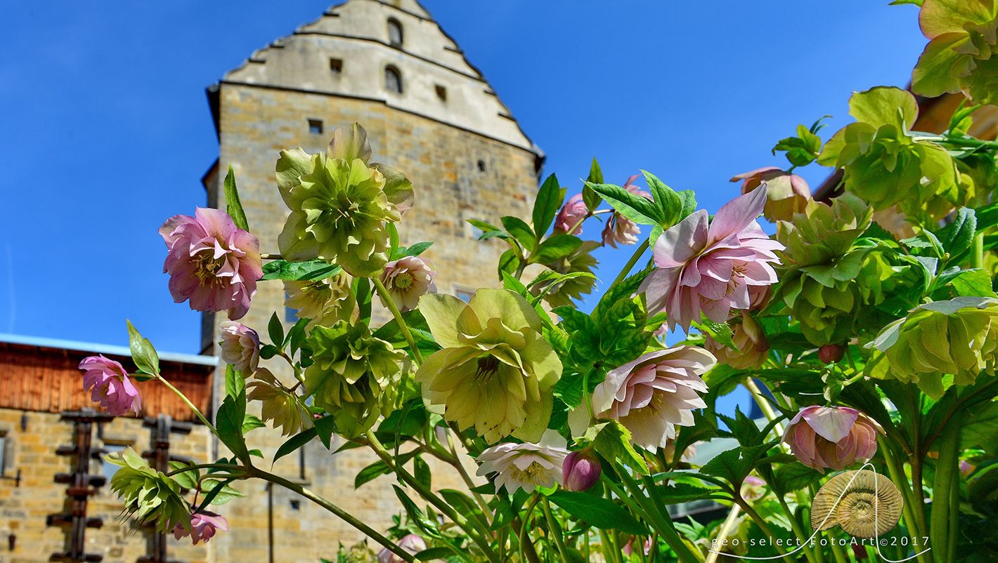 Frühlingszauber und Osterfreude: Lenzrosen +  Oster Markt am 29. + 30. März 2025, Schloss Thurnau