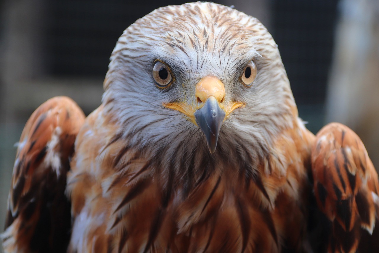 Rotmilan aus der Nähe – einer der Greifvögel der Falknerei Burg Rabenstein in der Fränkischen Schweiz