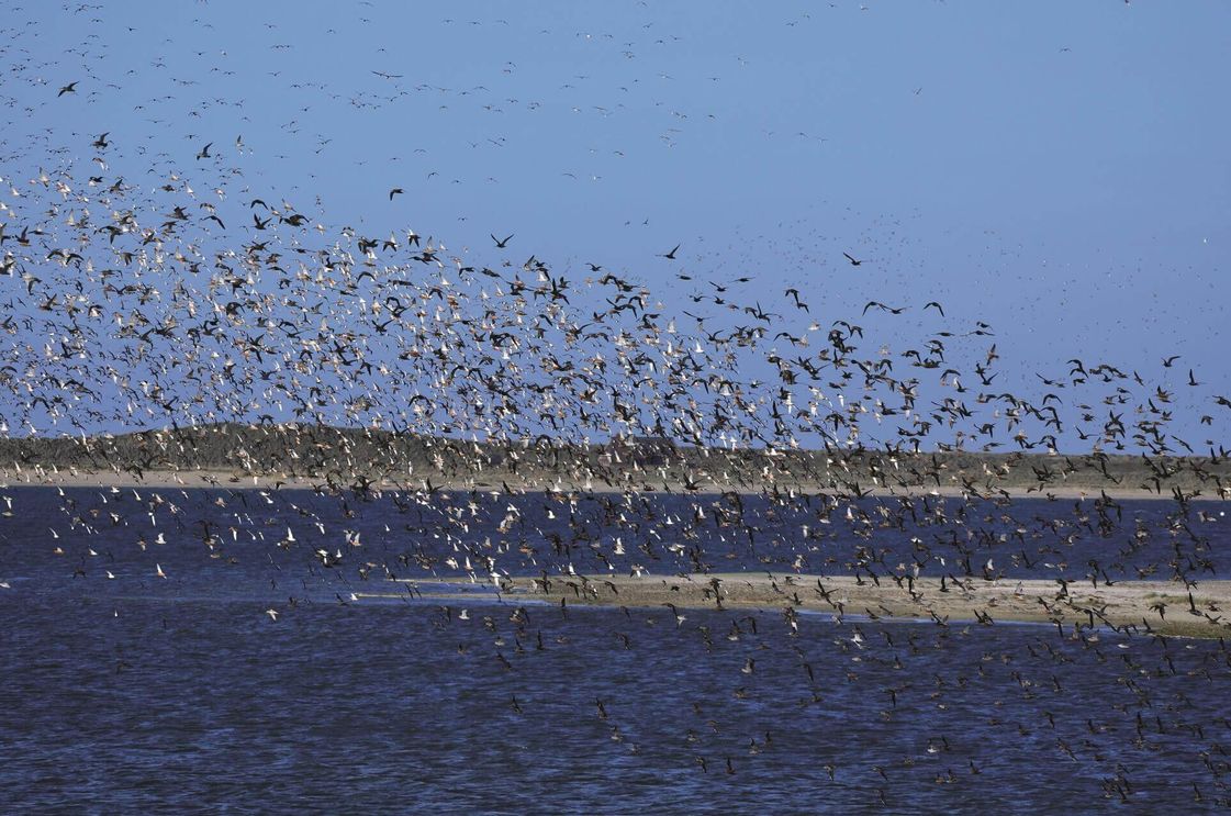 Vogelscharm über Sylt