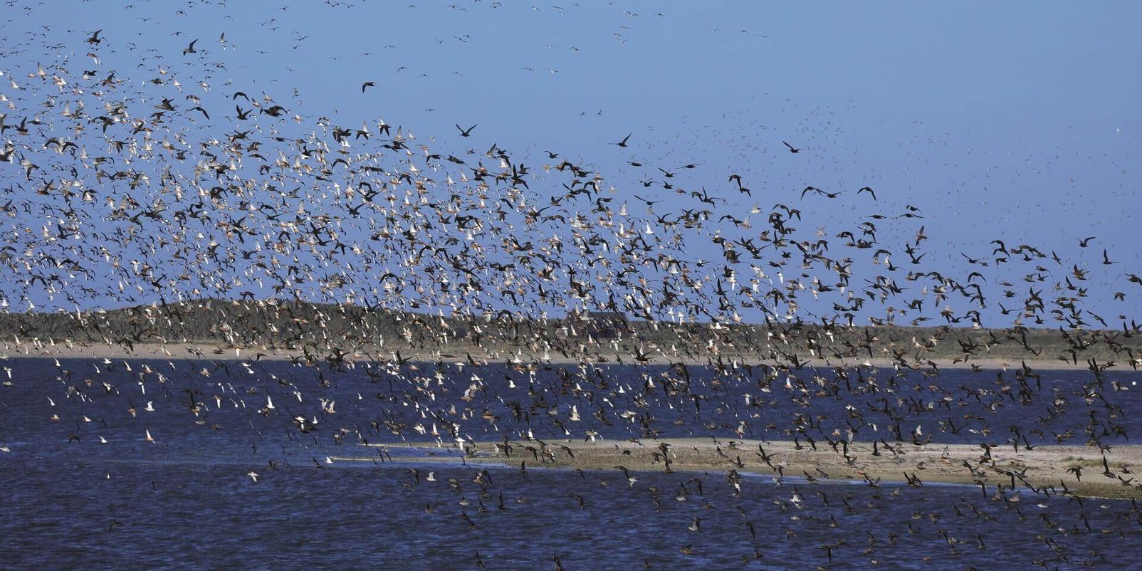 Die Tiere von Sylt – Ein Blick auf die friesische Tierwelt