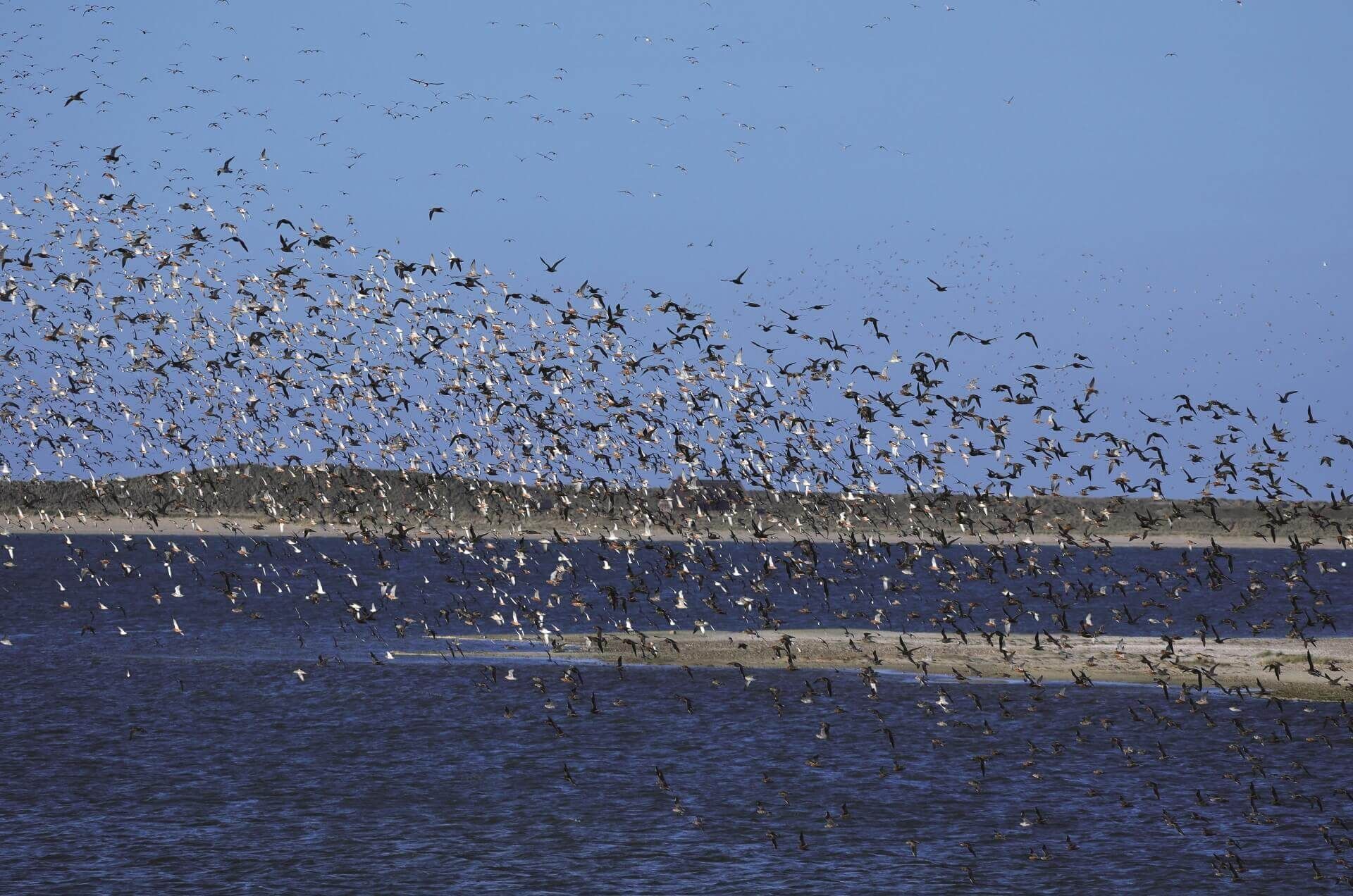 Vogelscharm über Sylt