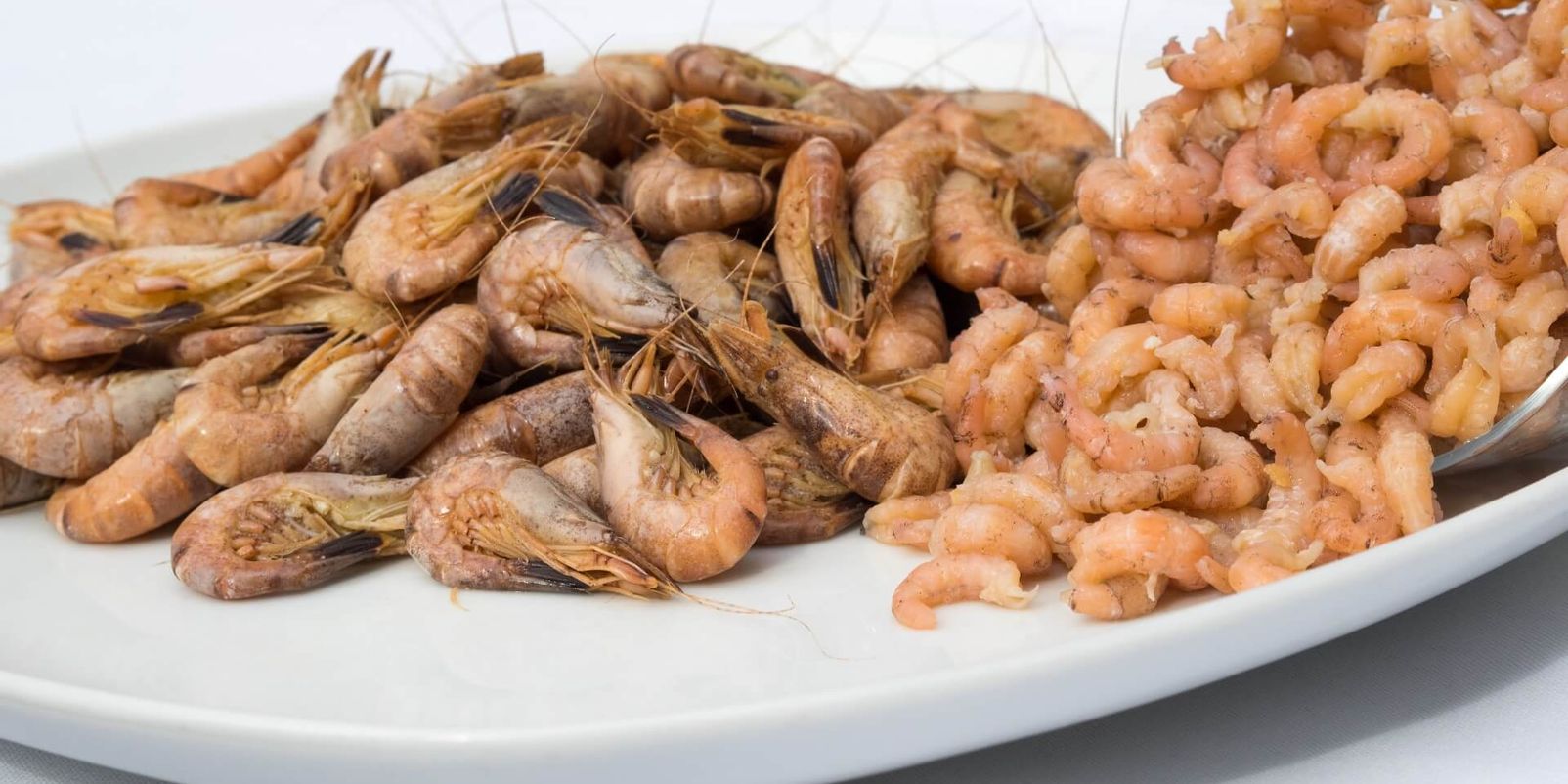 Nordseekrabben - gepulte und ungepulte Krabben