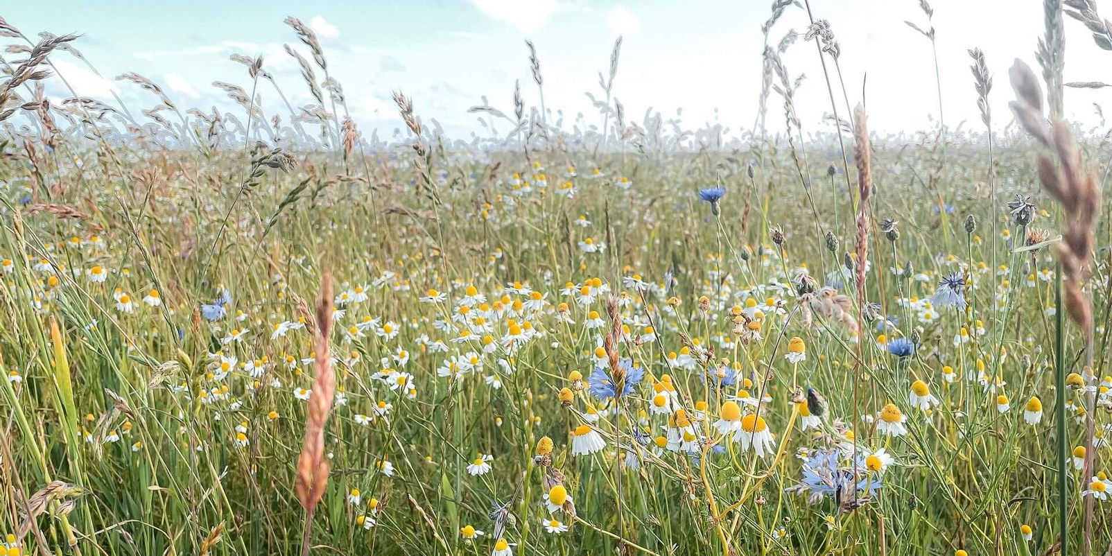 Blumenpracht auf Sylt. (C) Pauline Villwock, Instagram paulinemariechen