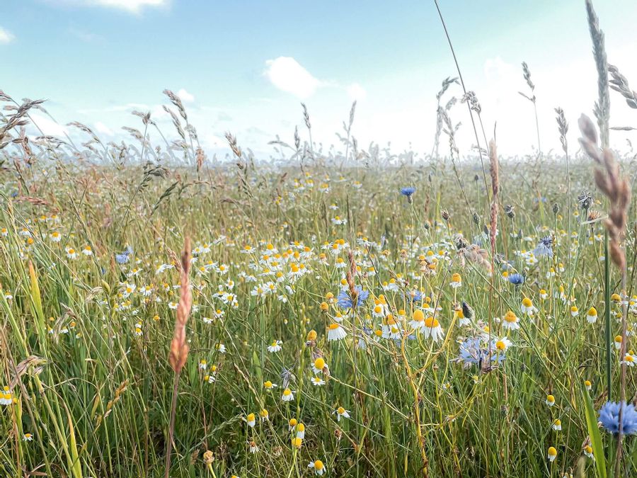 Blumenparadies auf Sylt.