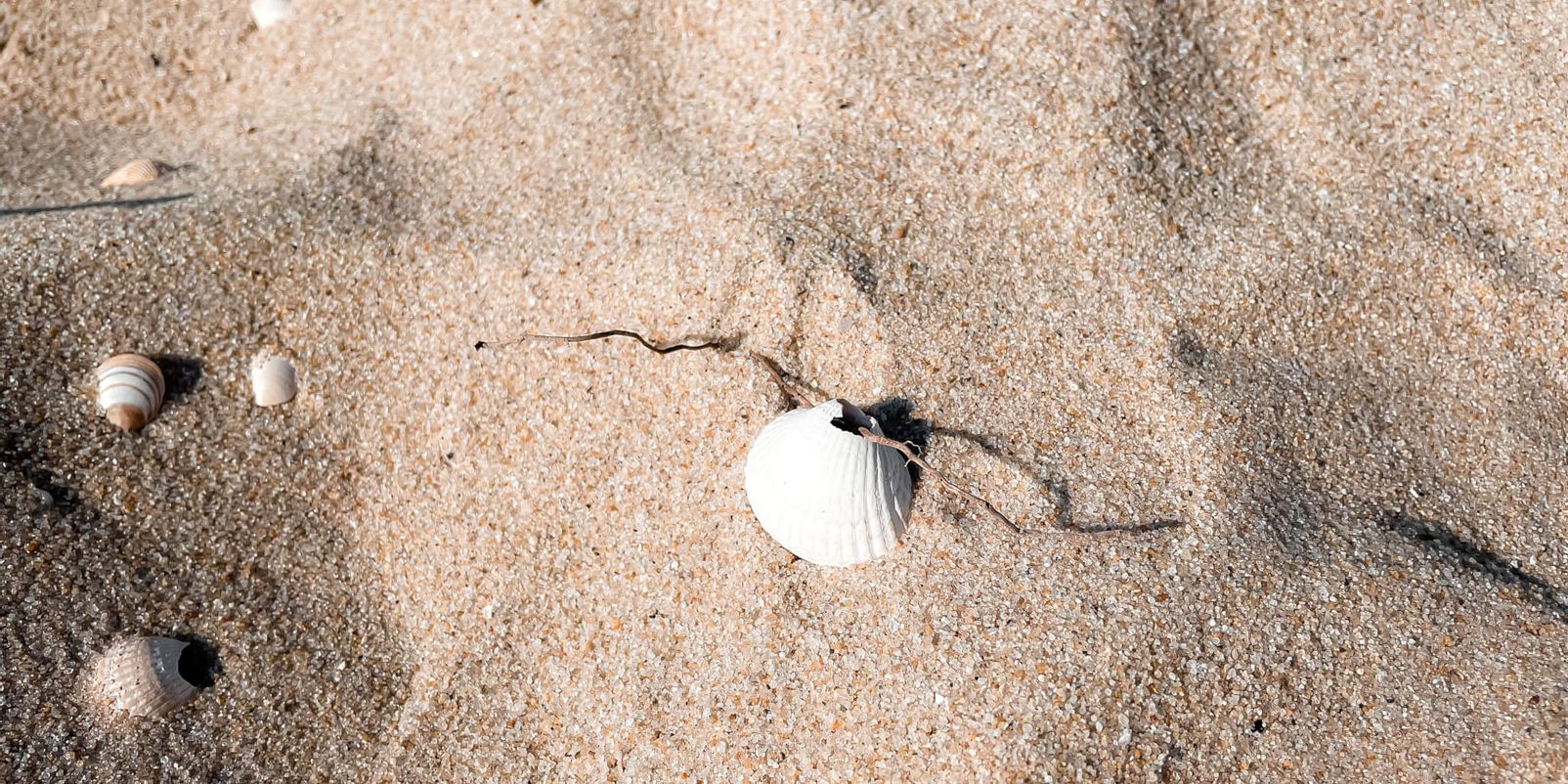 Muschel mit Loch am Strand 