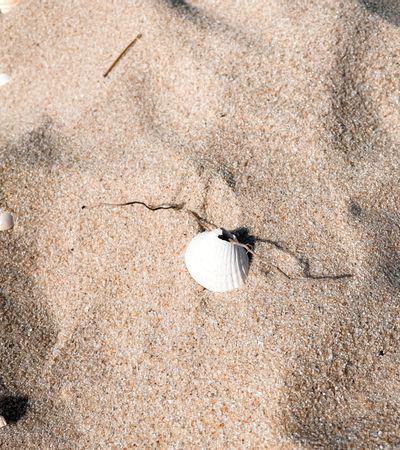 Muschel mit Loch am Strand von Sylt.