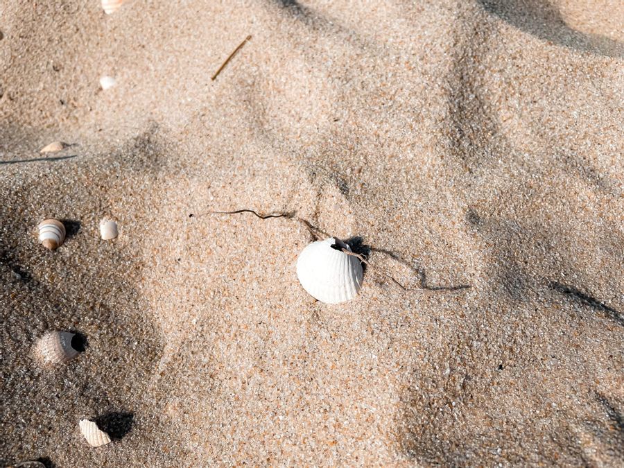 Muschel mit Loch am Strand von Sylt.