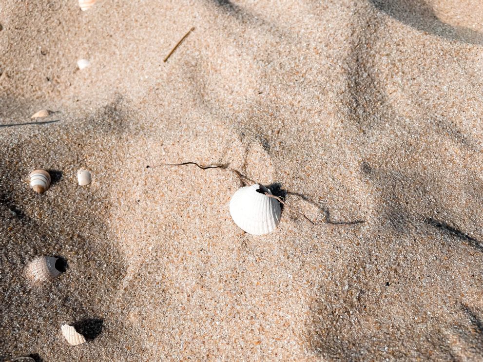 Muschel mit Loch am Strand von Sylt.