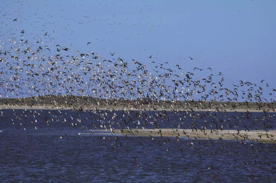 Vogelscharm über Sylt