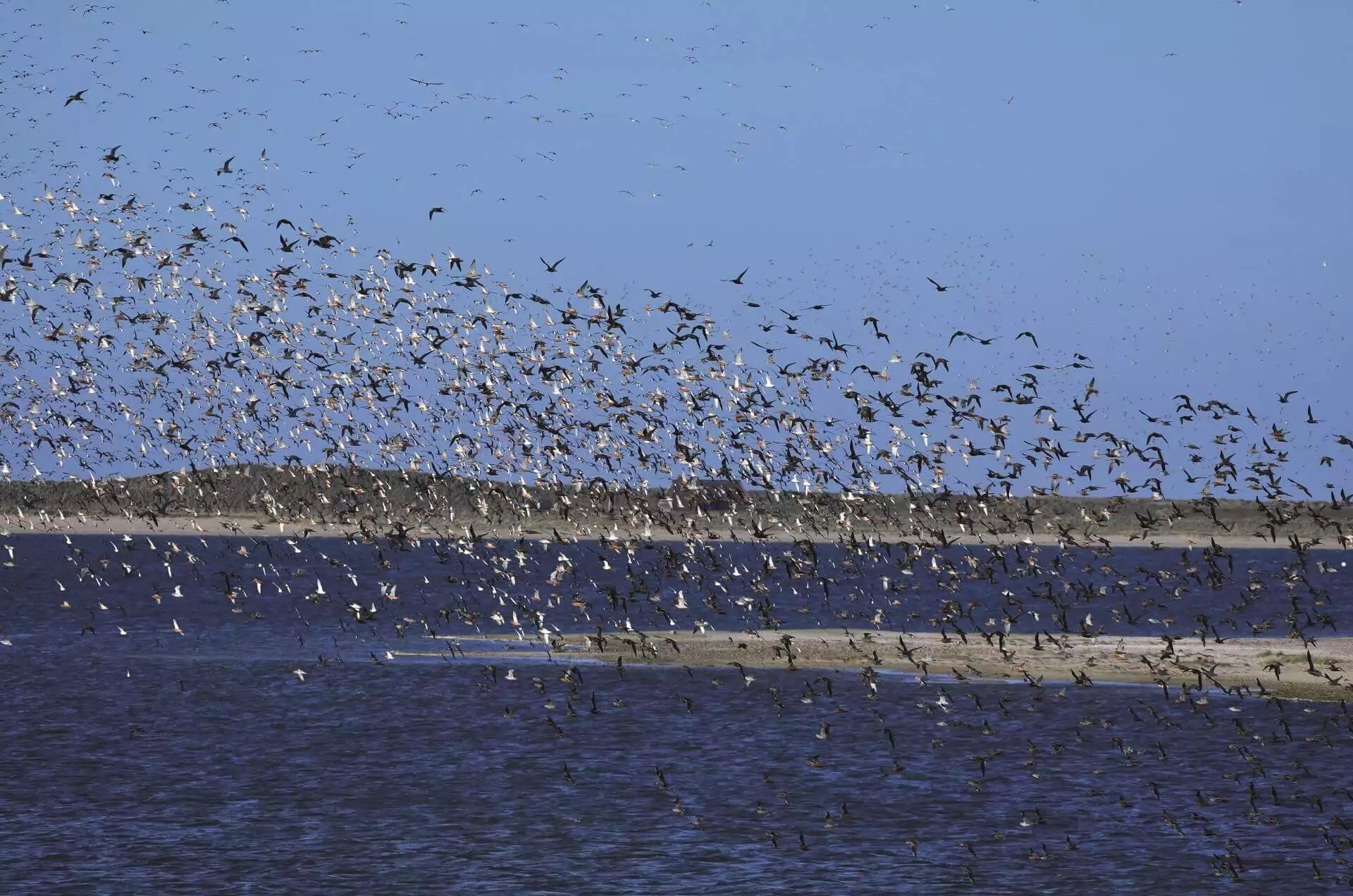 Vogelscharm über Sylt