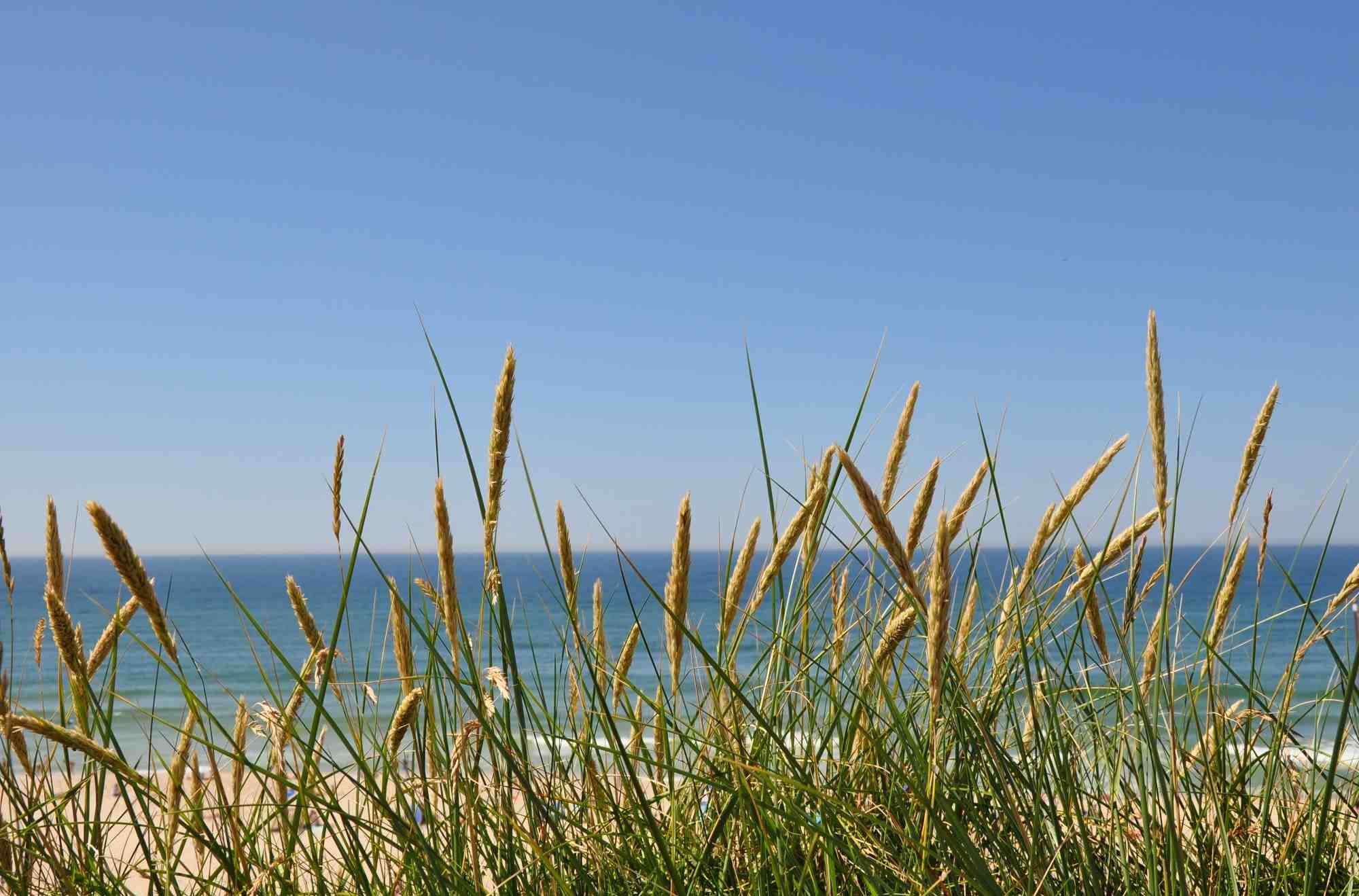 Blick durch Strandhafer auf die Nordsee vor Sylt