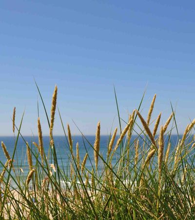 Blick durch Strandhafer auf die Nordsee vor Sylt