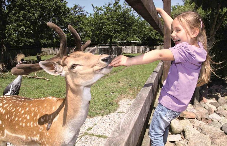 Damwild füttern im Tierpark Tinnum auf Sylt