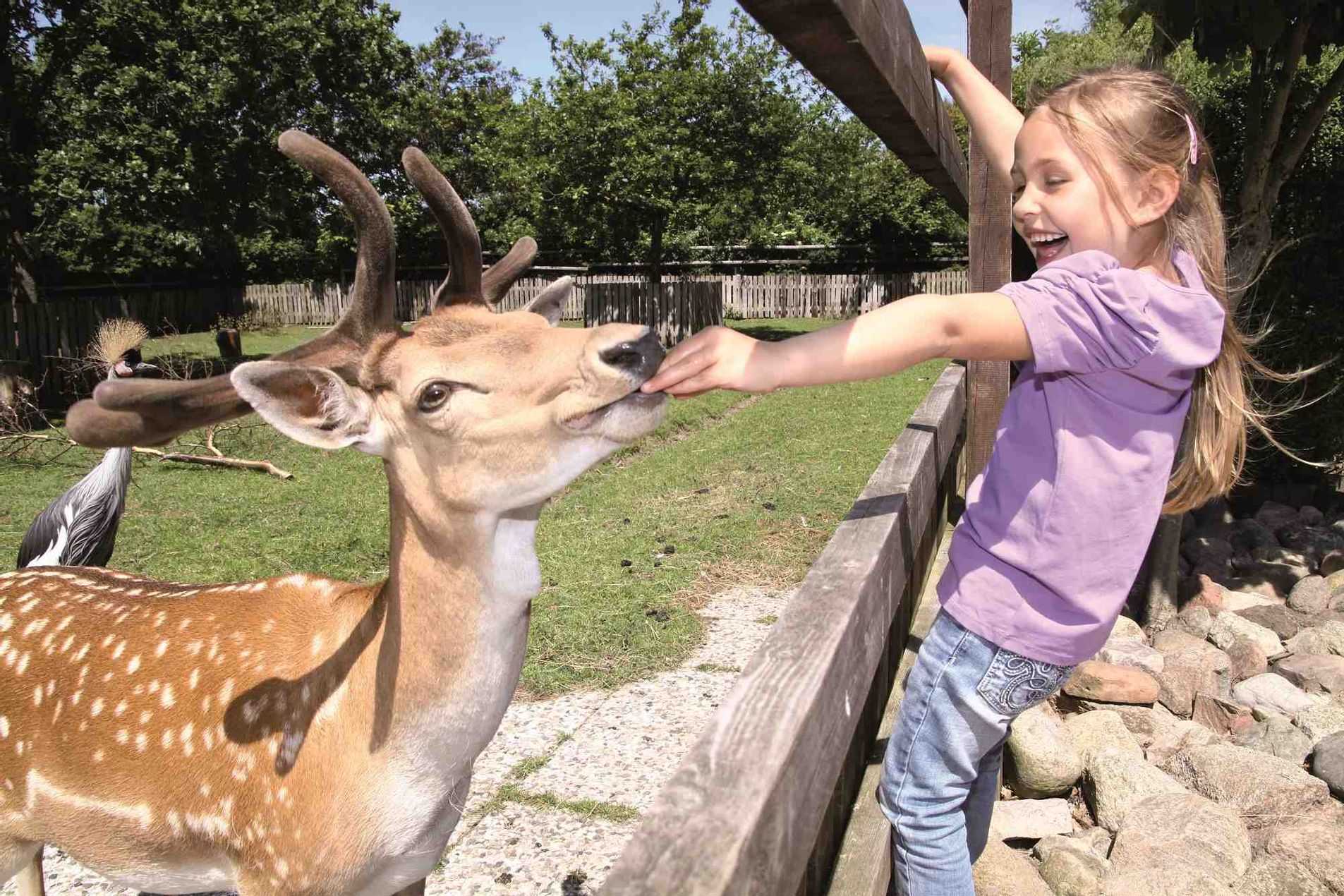Damwild füttern im Tierpark Tinnum auf Sylt