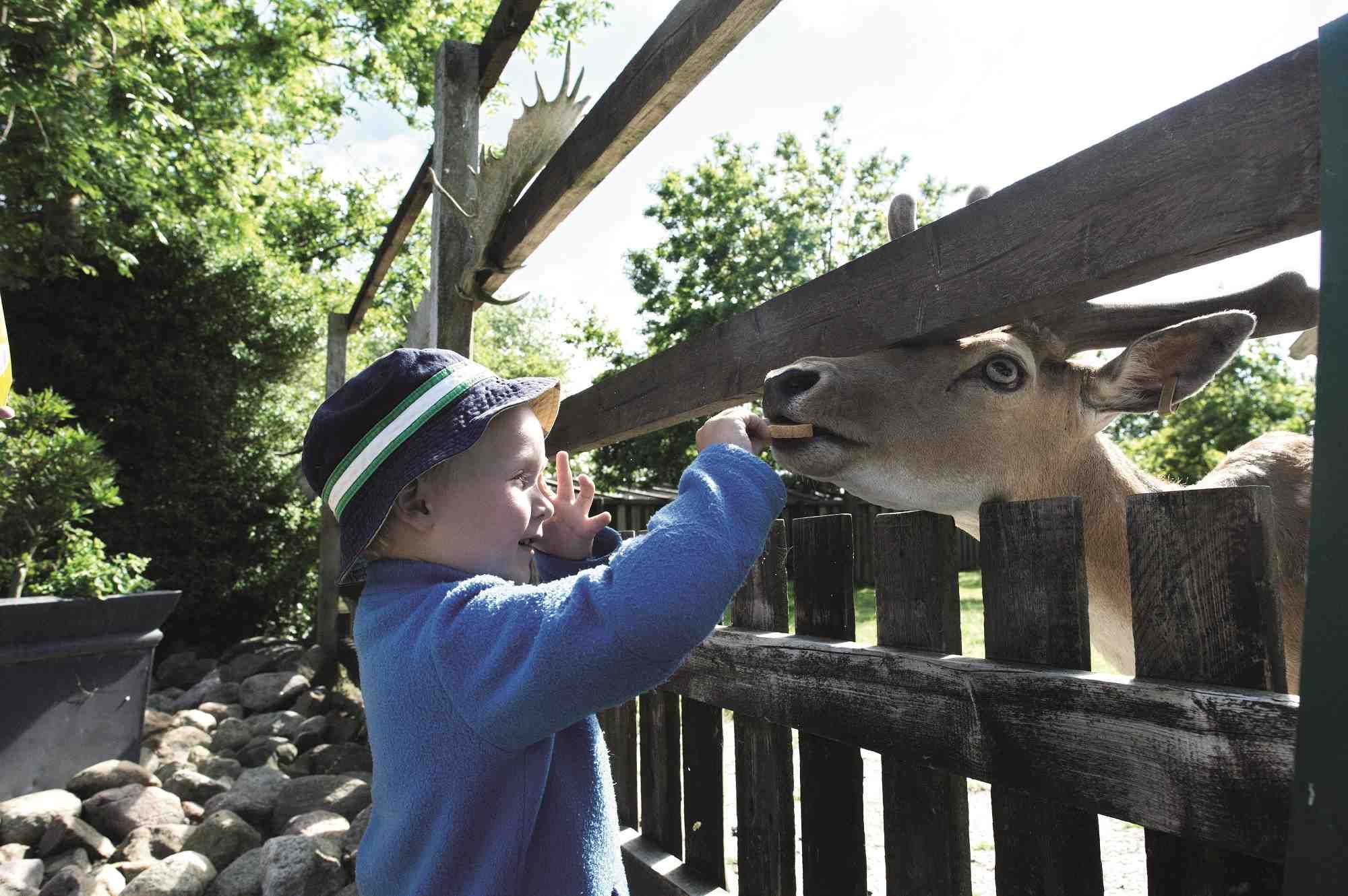 Damwild füttern im Tierpark Tinnum auf Sylt