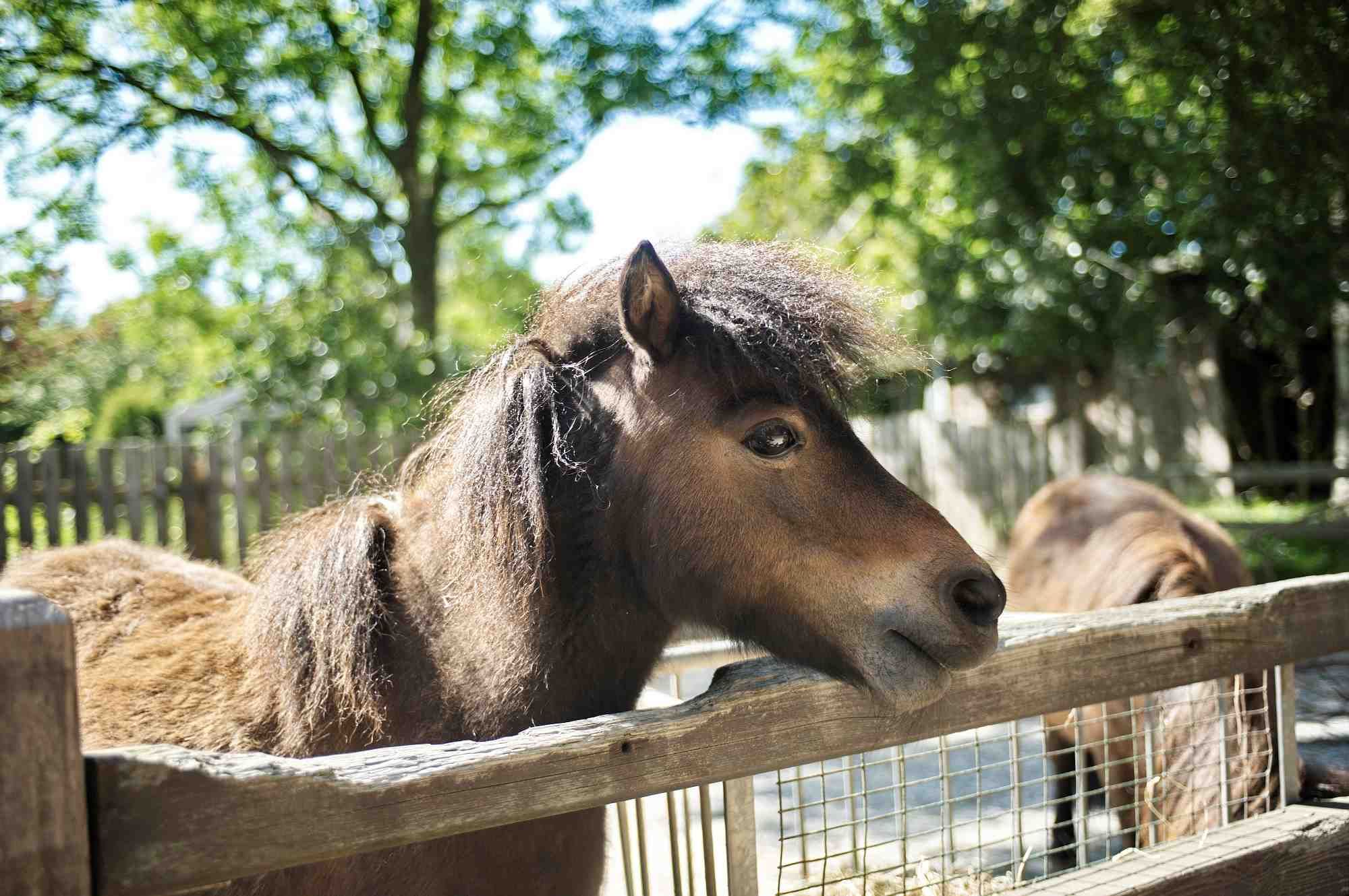 Pony im Tierpark Tinnum auf Sylt