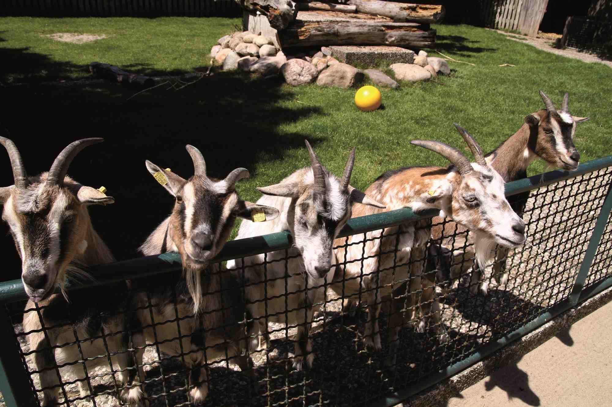 Ziegen im Tierpark Tinnum auf Sylt