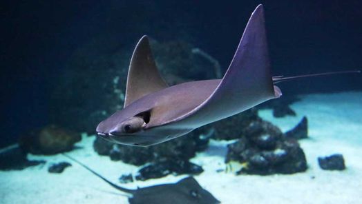 Rochen schwimmt durch das Wasserbecken im Sylt Aquarium