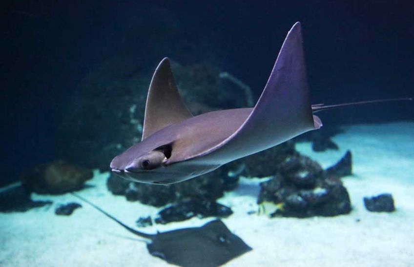 Rochen schwimmt durch das Wasserbecken im Sylt Aquarium