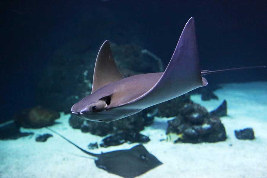 Rochen schwimmt durch das Wasserbecken im Sylt Aquarium