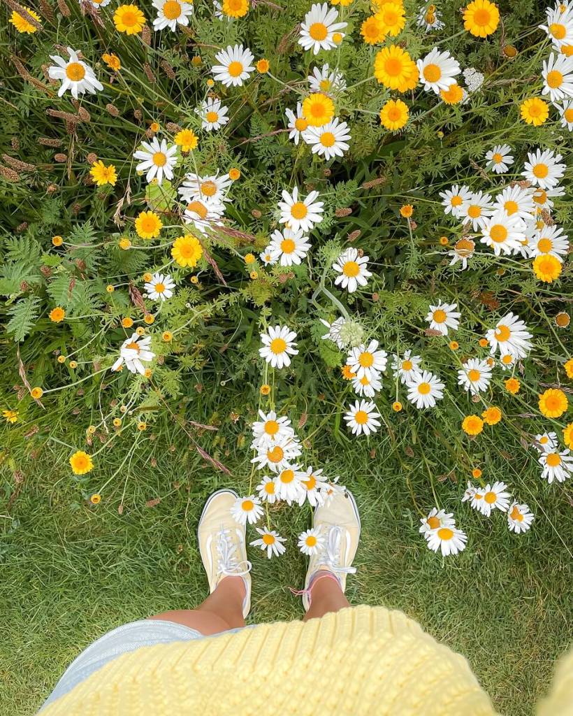 Sommerliche Wiese auf sylt