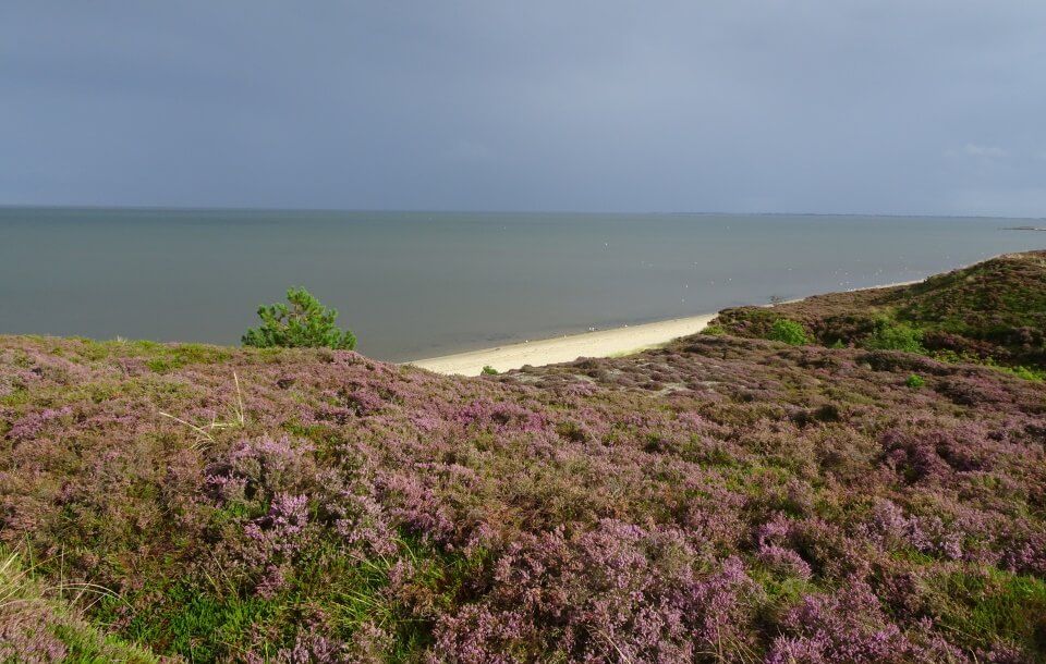 Blühende Heide in Braderup mit Blick auf das Wattenmeer