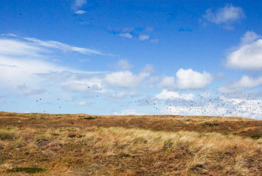 Wunderschön: Die Natur rund um den Sylter Ellenbogen.