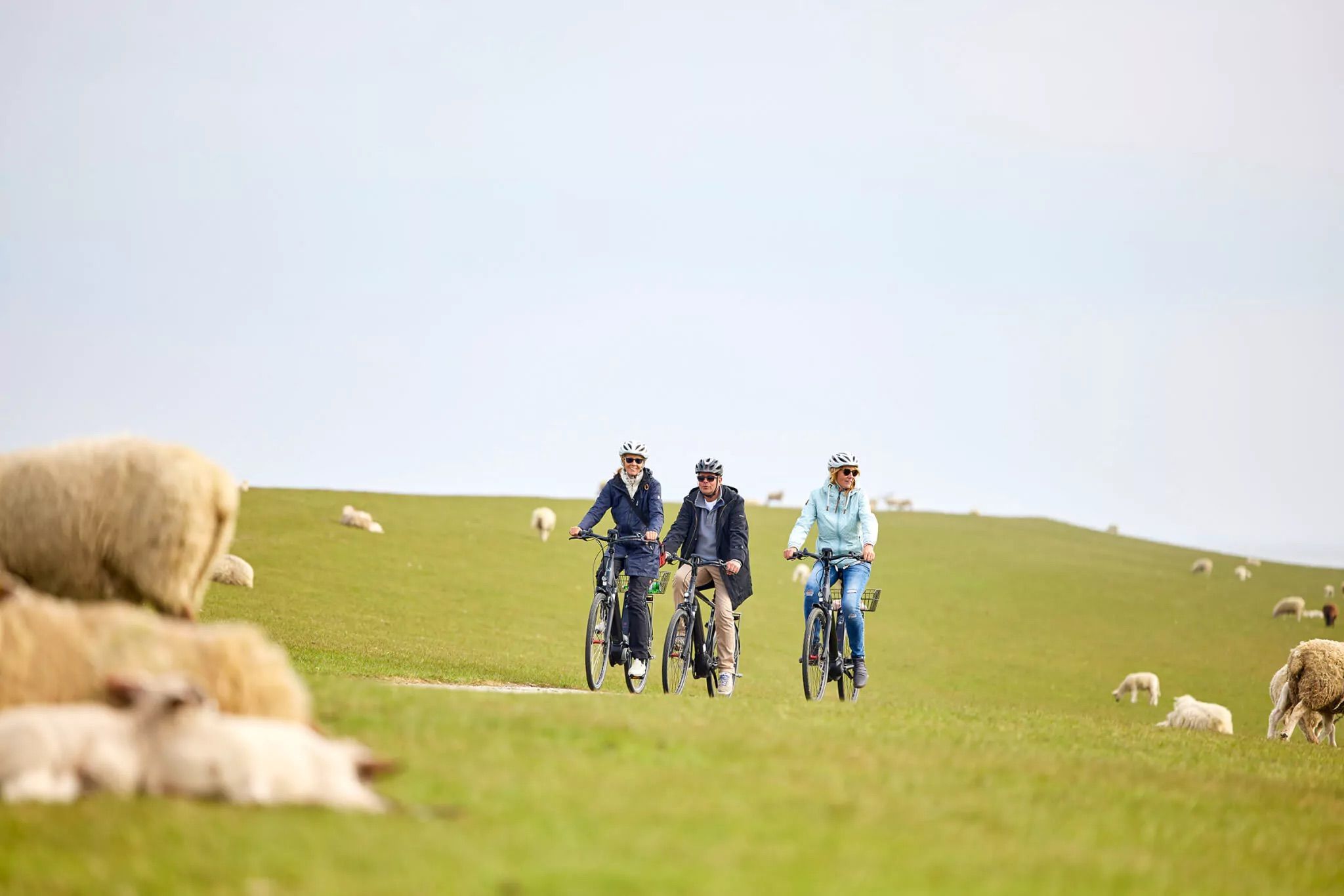 Zwei Männer und zwei Frauen fahren mit E-Bikes aus dem E-Mobility Center in Westerland am Deich zwischen Schafen