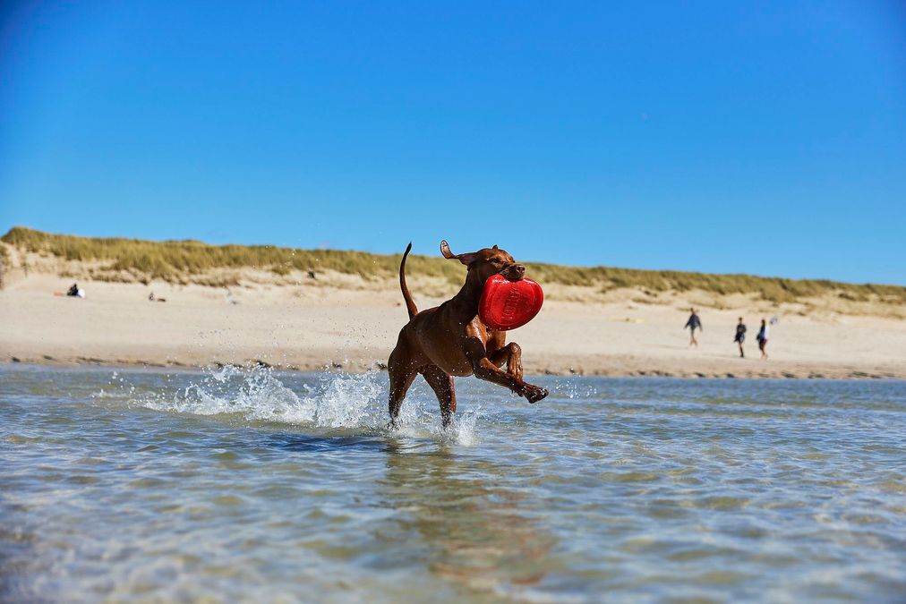 Hund spielt am Hundestrand