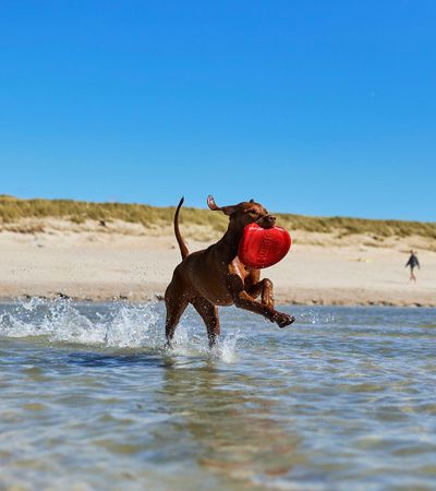 Hund spielt am Hundestrand