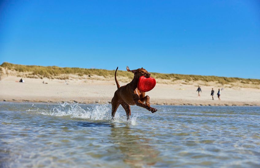 Hund spielt am Hundestrand
