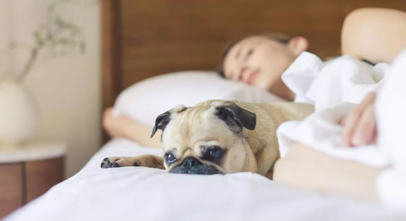 Kleiner Hund liegt mit einer Frau im Bett