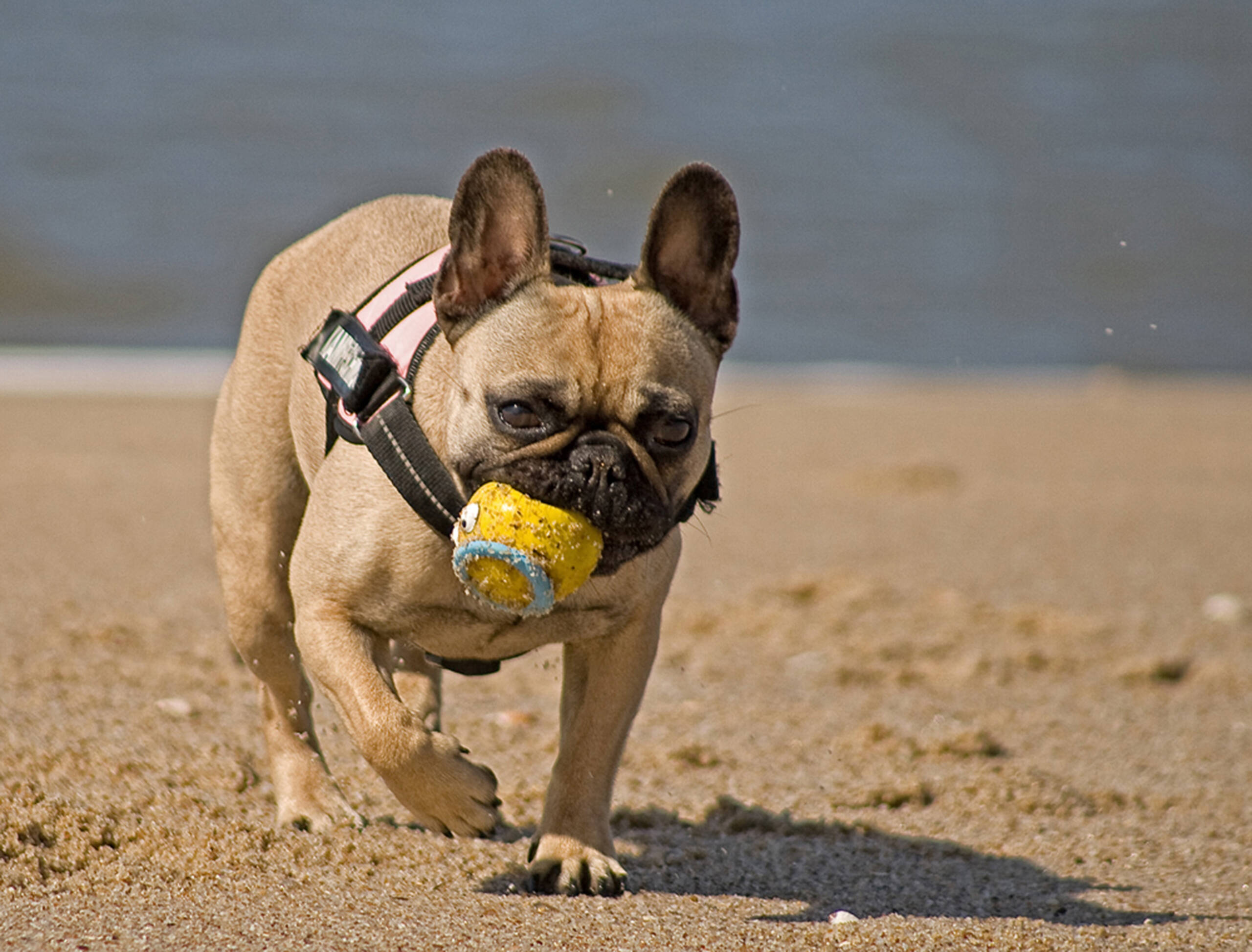 Ein kleiner Hund spielt mit einem Ball am Strand