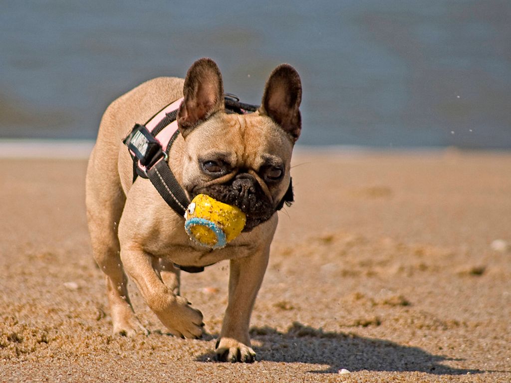 Ein kleiner Hund spielt mit einem Ball am Strand