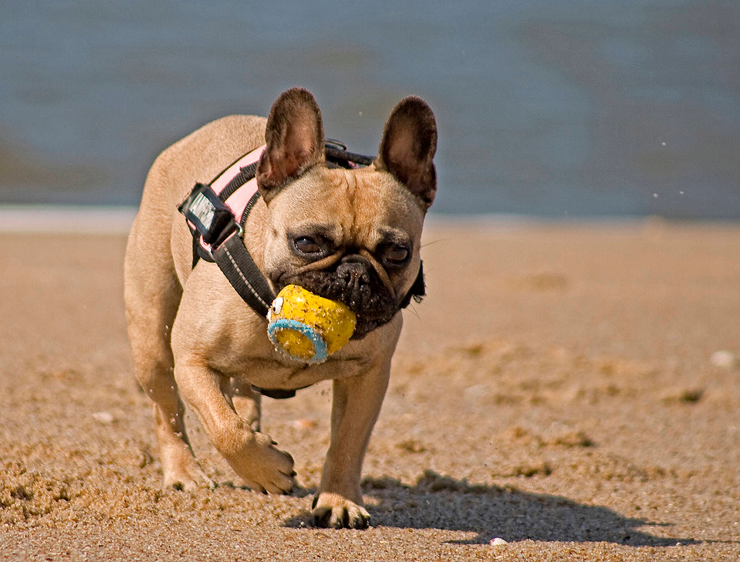 Ein kleiner Hund spielt mit einem Ball am Strand