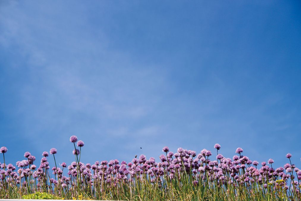 Grasnelken oder Strandnelken