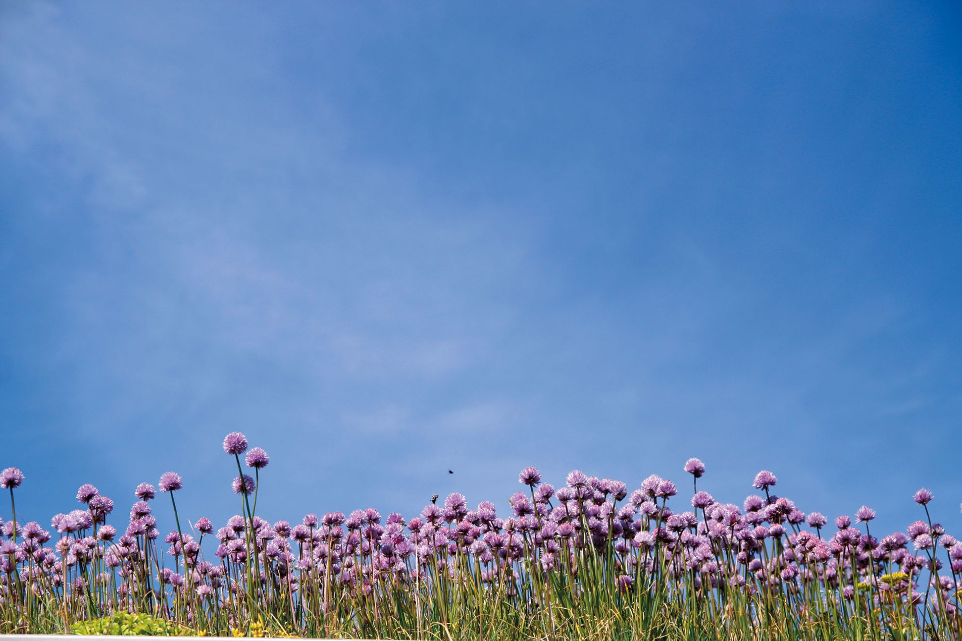 Grasnelken oder Strandnelken
