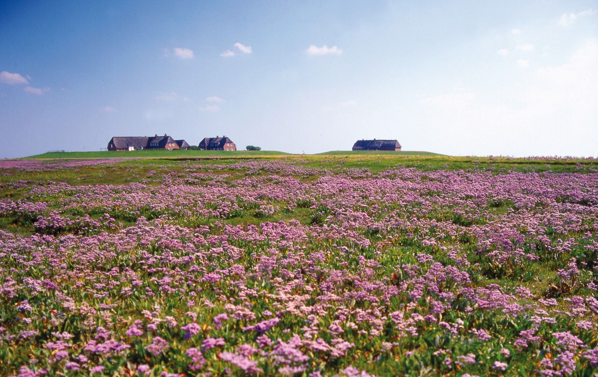 Halligfliederblüte auf der Hallig Gröde - Ausflug mit der Reederei Adler-Schiffe