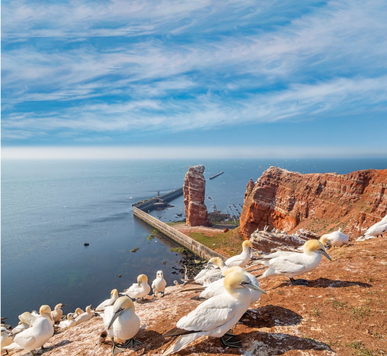 Basstölpel an der Langen Anna auf Helgoland - Ausflug mit Adler-Schiffe